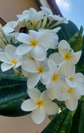 Hawaiian White Plumeria Rooted Top Cut 8 Inch Frangipani Live Plant for Container Growing
