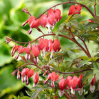 Dicentra - Bleeding Hearts Valentine