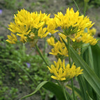 Allium - Moly Golden Garlic