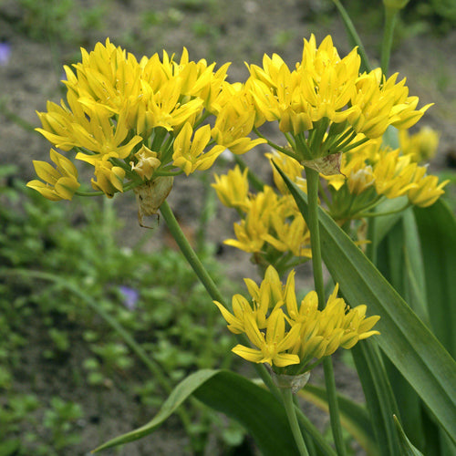 Allium - Moly Golden Garlic