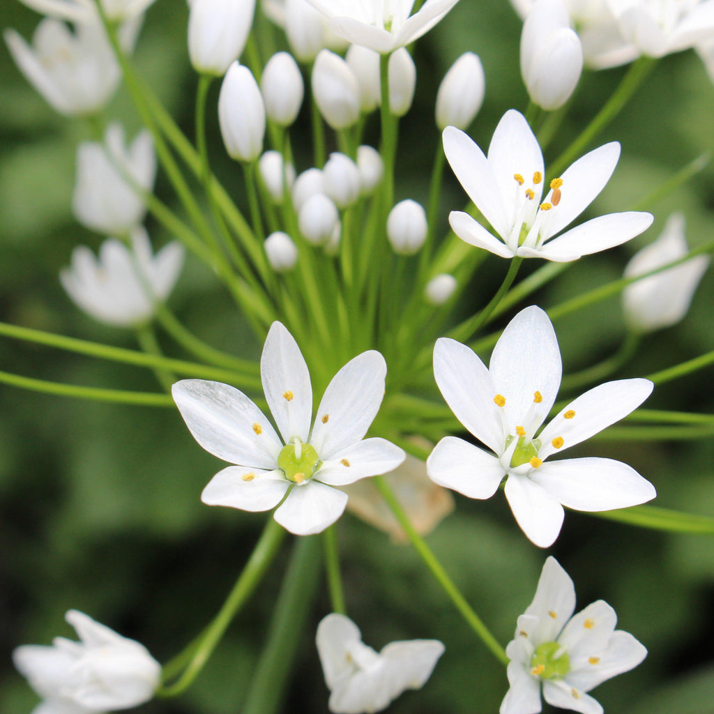 Allium - Neapolitanum Naples Garlic