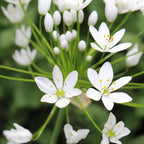 Allium - Playful Party Mix