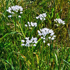 Allium - Neapolitanum Naples Garlic