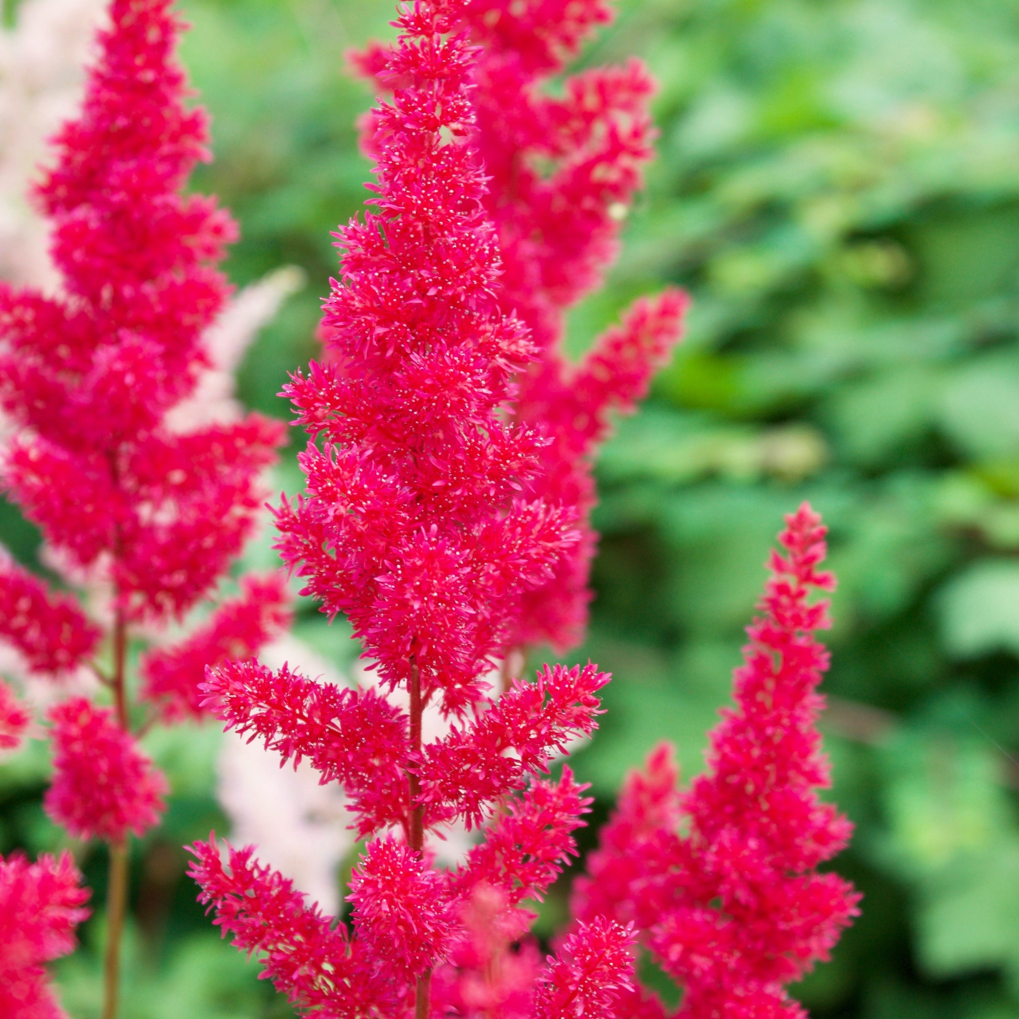 Astilbe - Younique Carmine