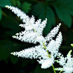 Astilbe - Bridal Veil