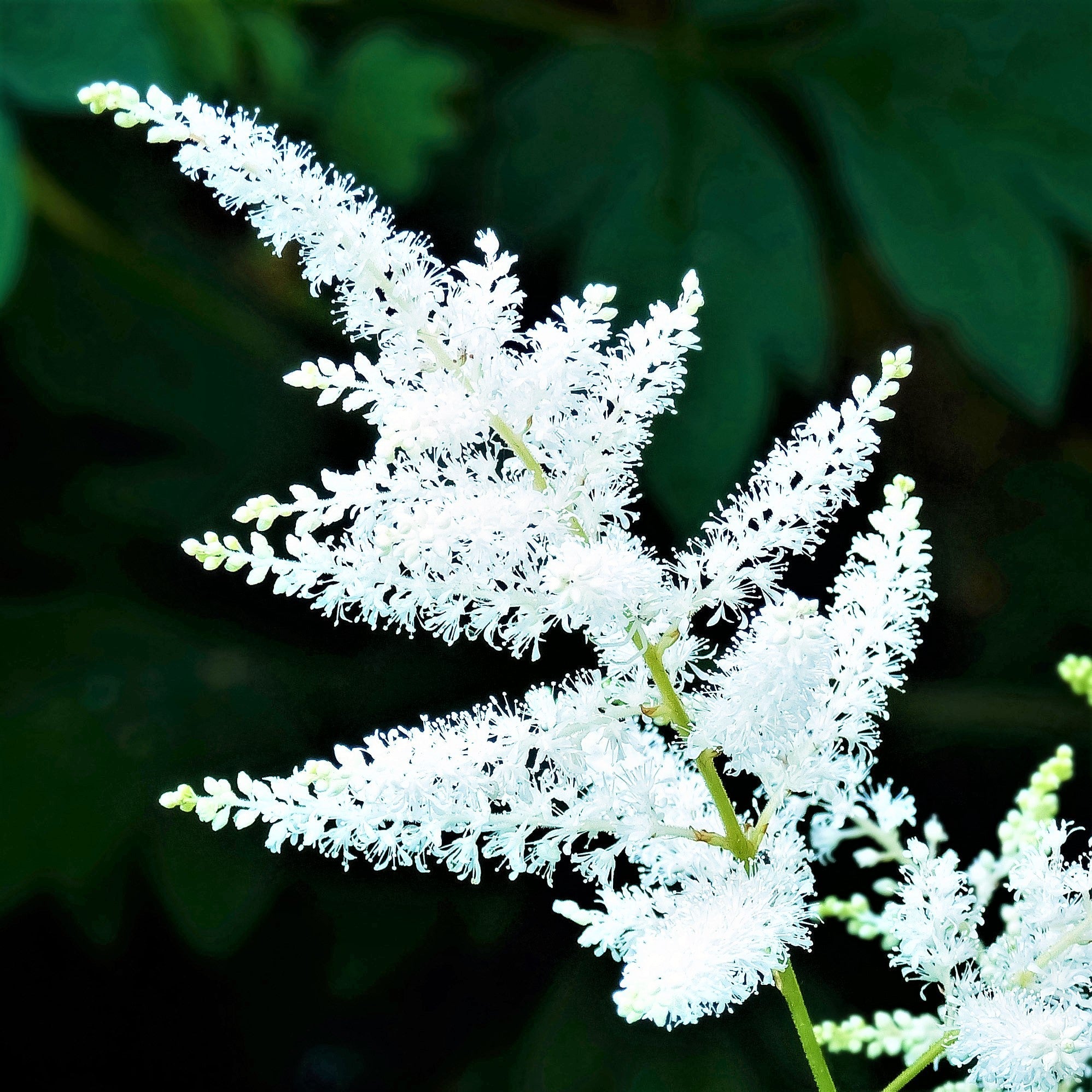 Astilbe - Bridal Veil