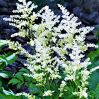 Astilbe - Bridal Veil
