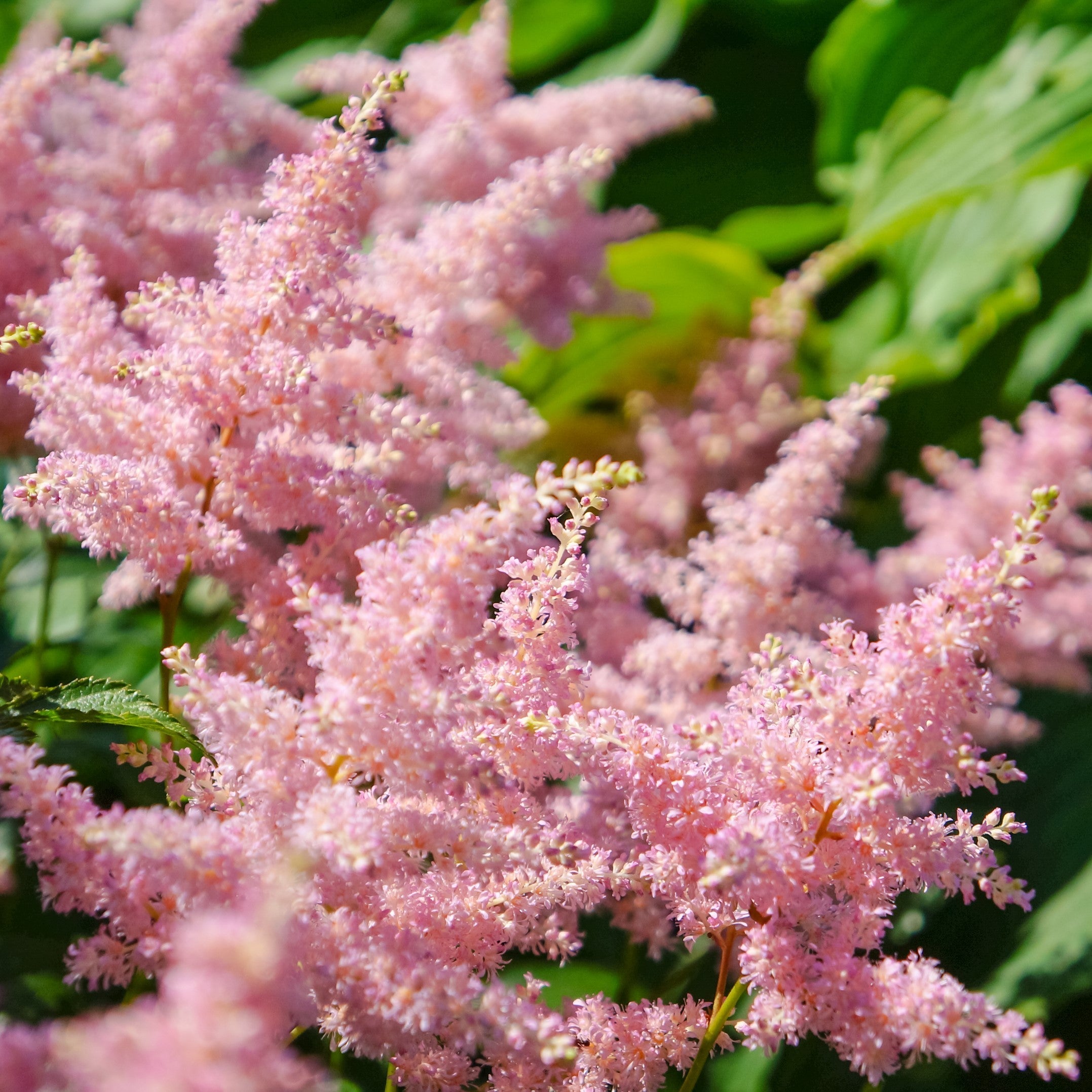 Astilbe - Europa