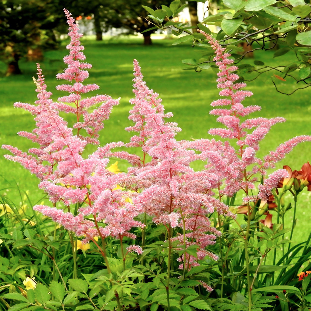 Astilbe - Europa