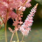Astilbe - Europa