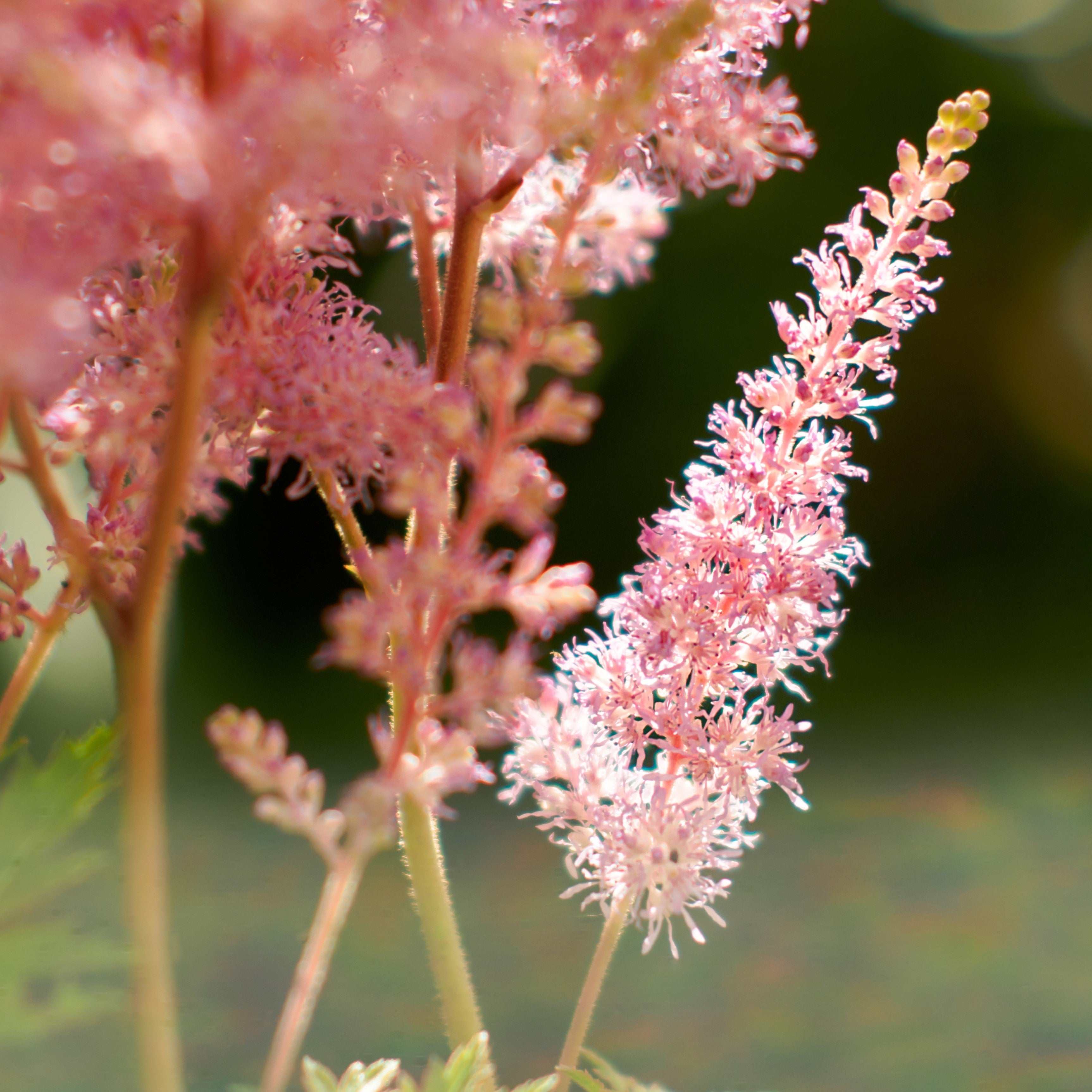 Astilbe - Europa
