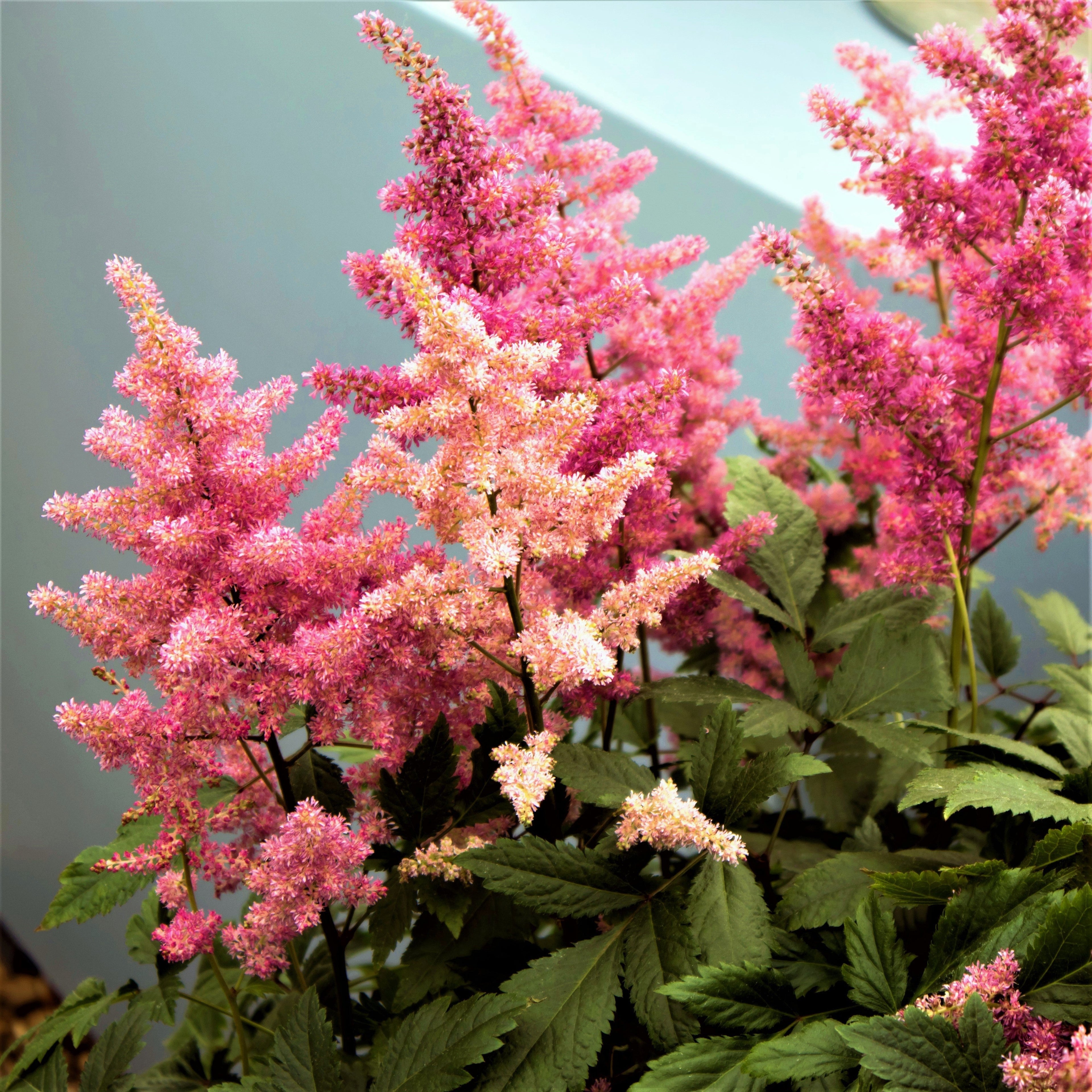 Astilbe - Europa