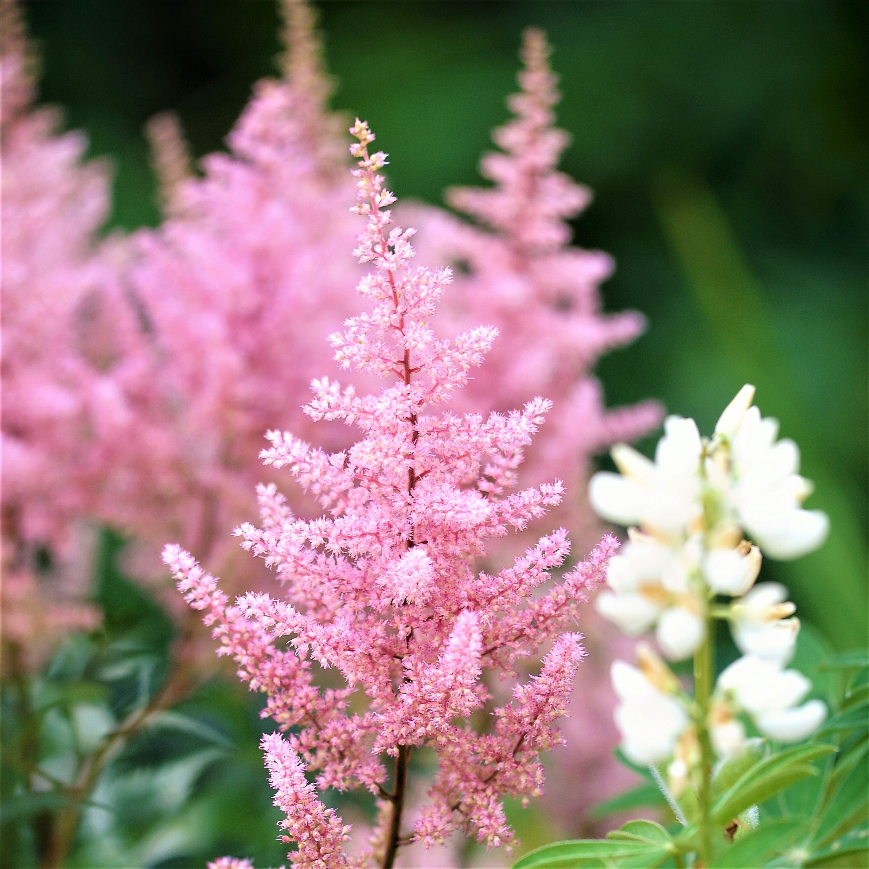 Astilbe - Europa
