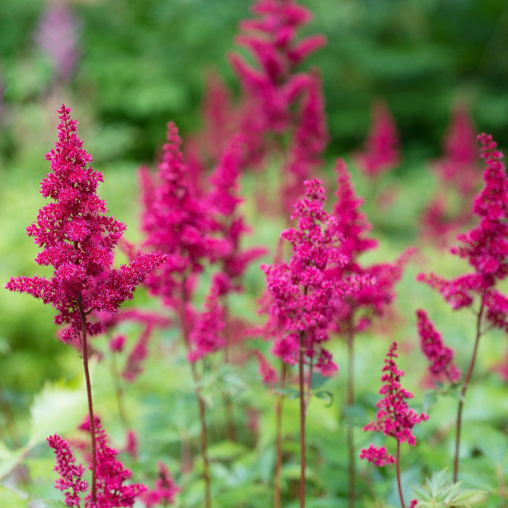 Astilbe - Maggie Daley