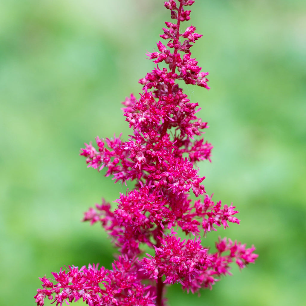 Astilbe - Maggie Daley