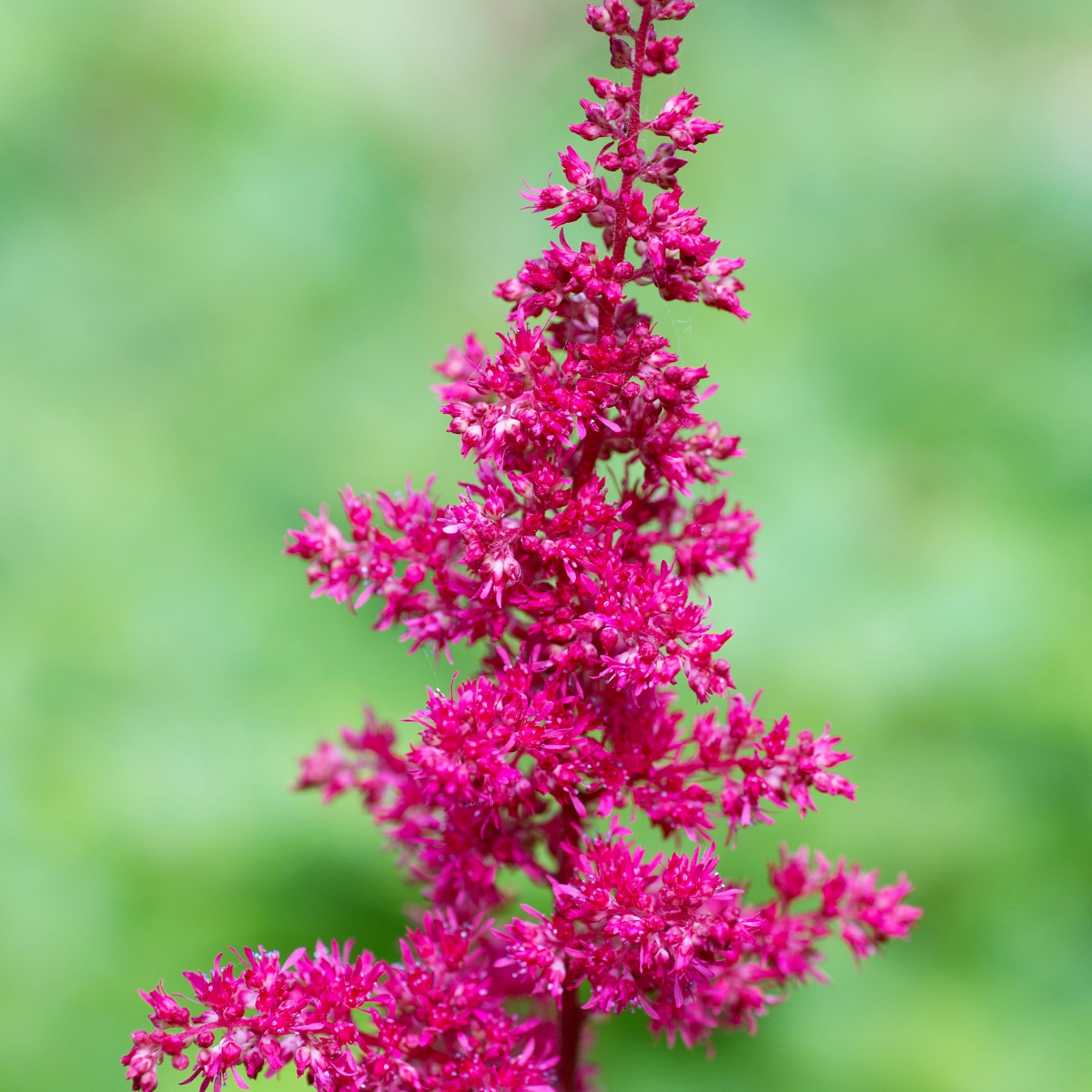 Astilbe - Maggie Daley