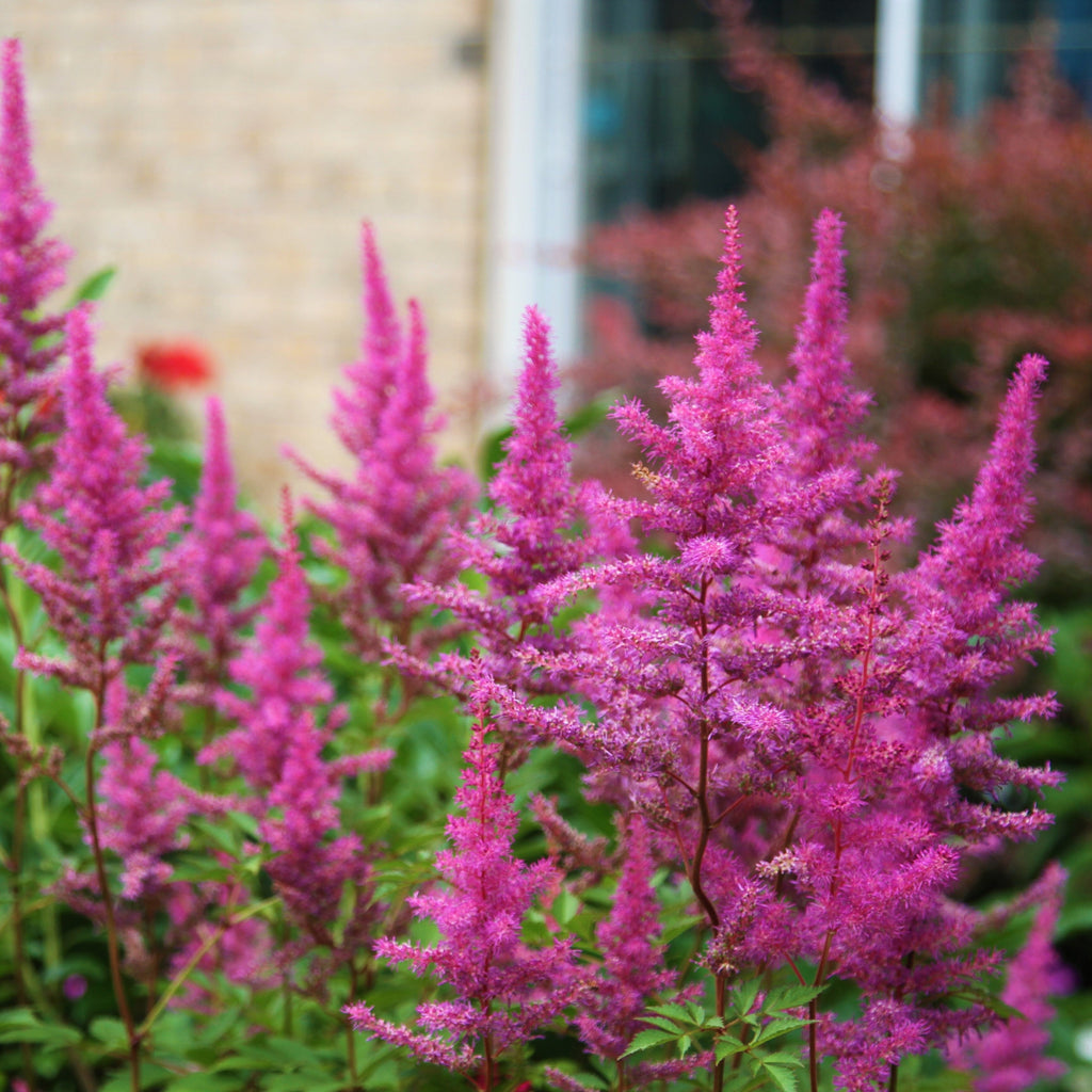Astilbe - Maggie Daley