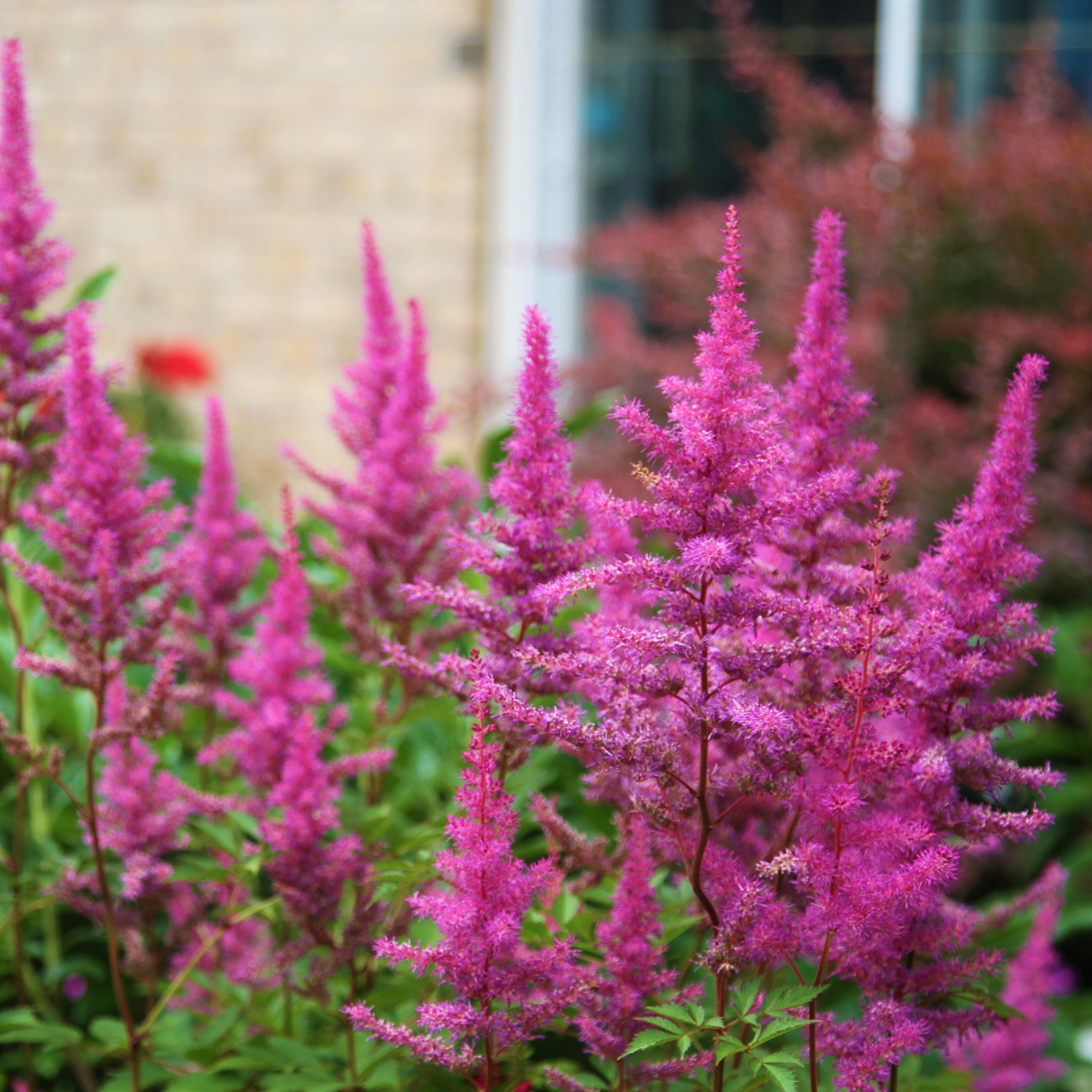 Astilbe - Maggie Daley