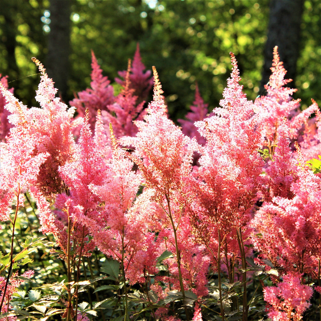 Astilbe - Peach Blossom