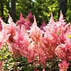 Astilbe - Peach Blossom