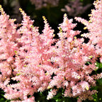 Astilbe - Peach Blossom