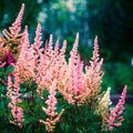 Astilbe - Peach Blossom