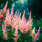 Astilbe - Peach Blossom