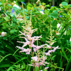 Astilbe - Peach Blossom