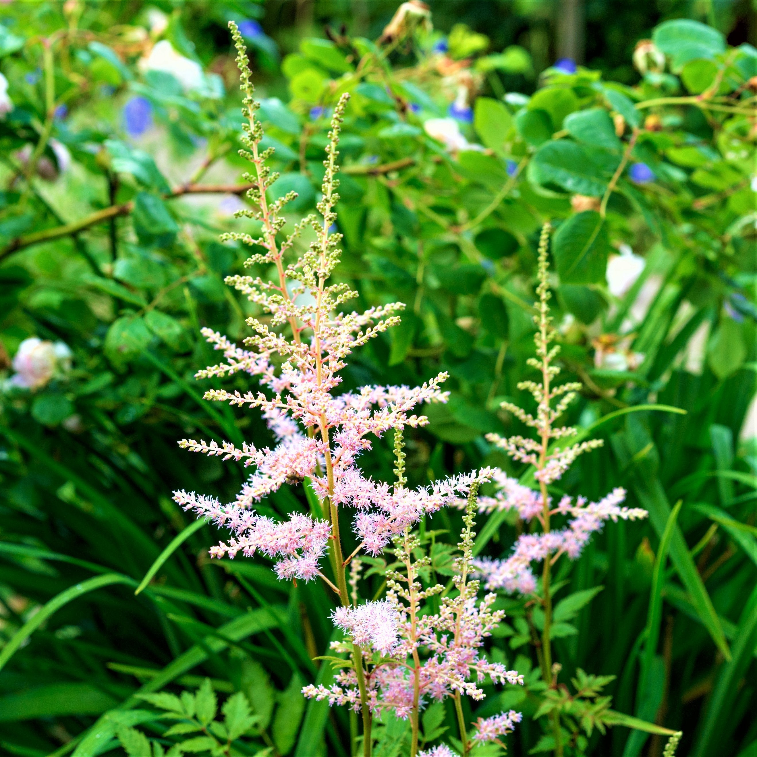 Astilbe - Peach Blossom