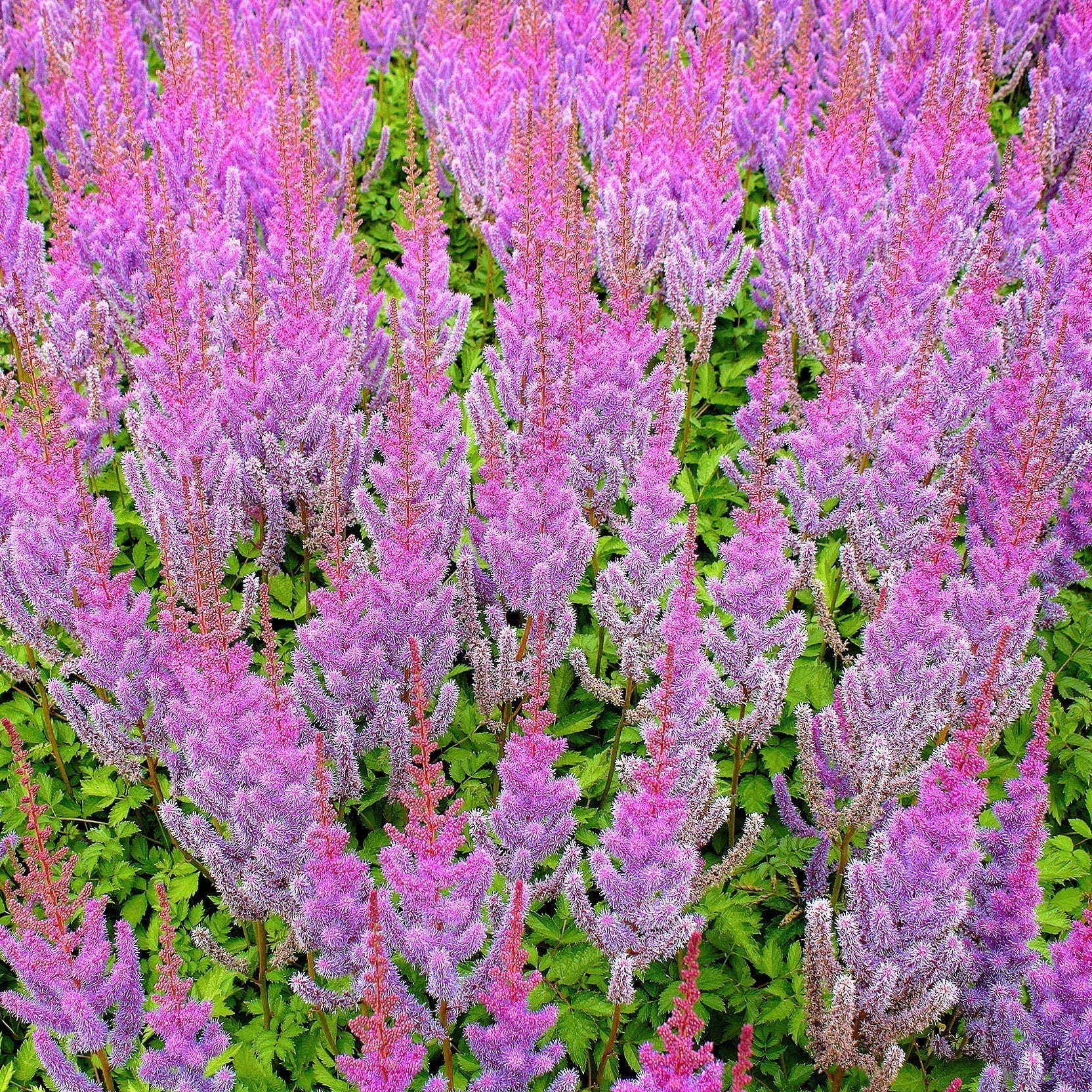 Astilbe - Purple Lance