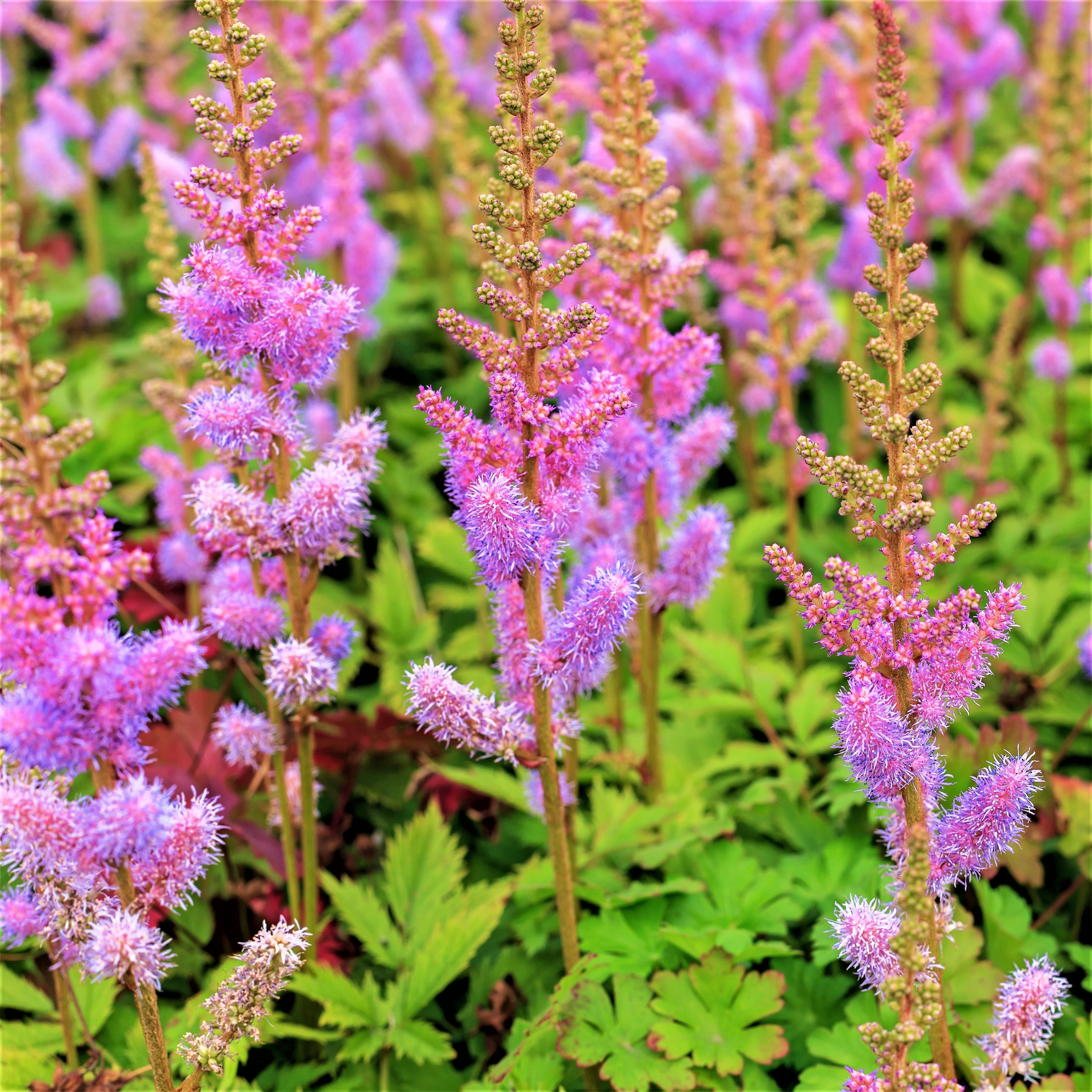 Astilbe - Purple Lance