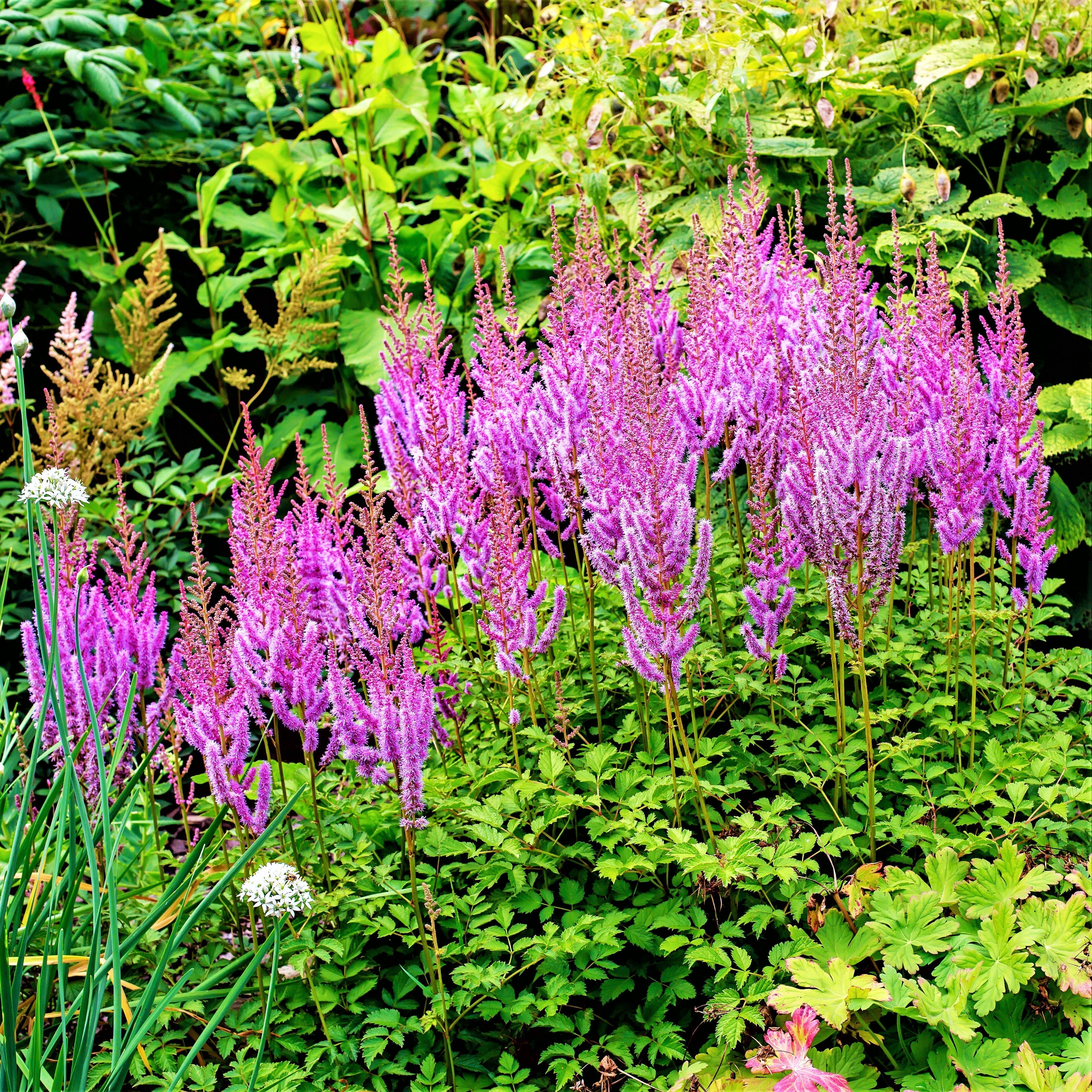 Astilbe - Purple Lance