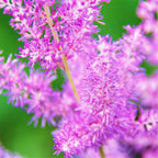 Astilbe - Purple Lance
