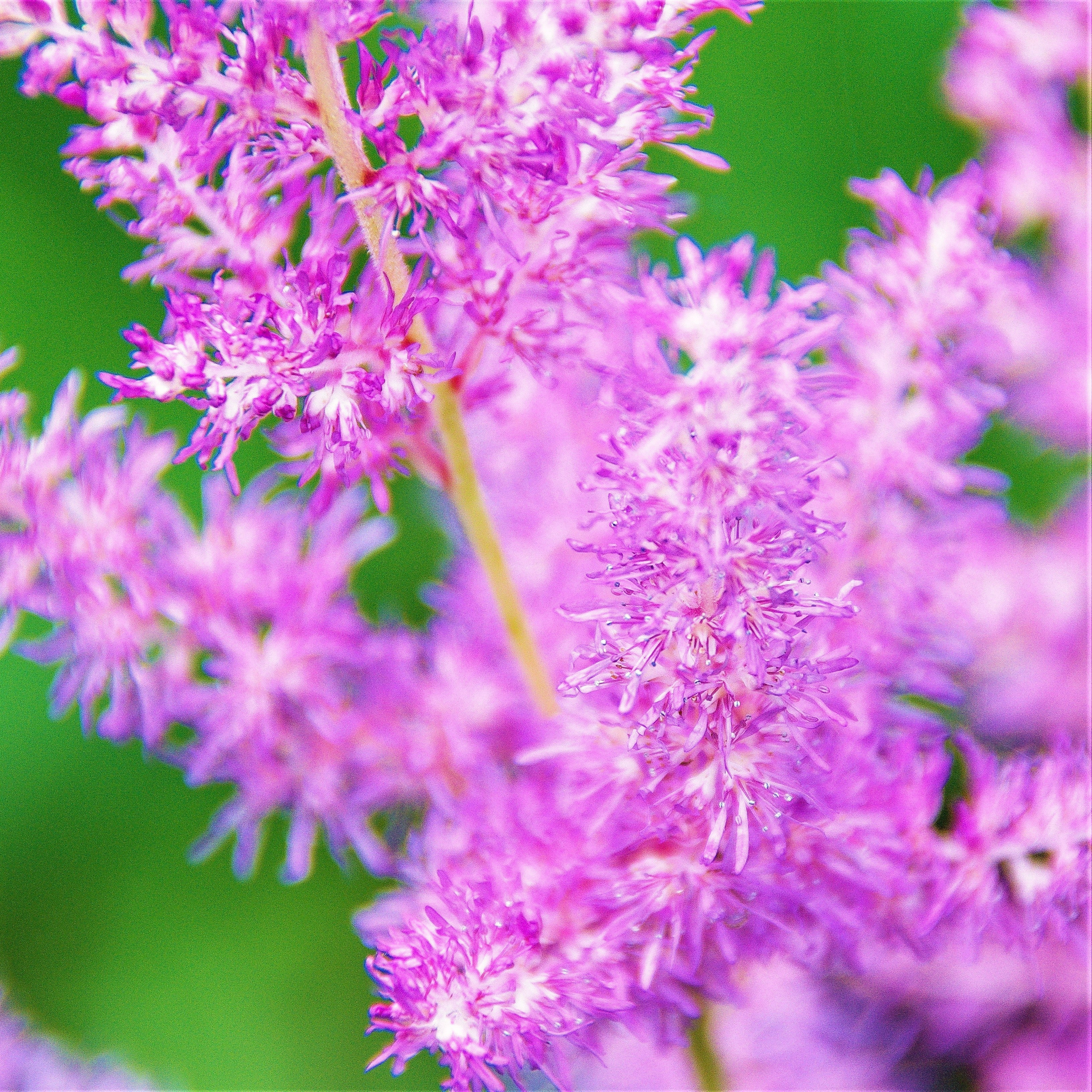 Astilbe - Purple Lance