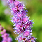 Astilbe - Purple Lance