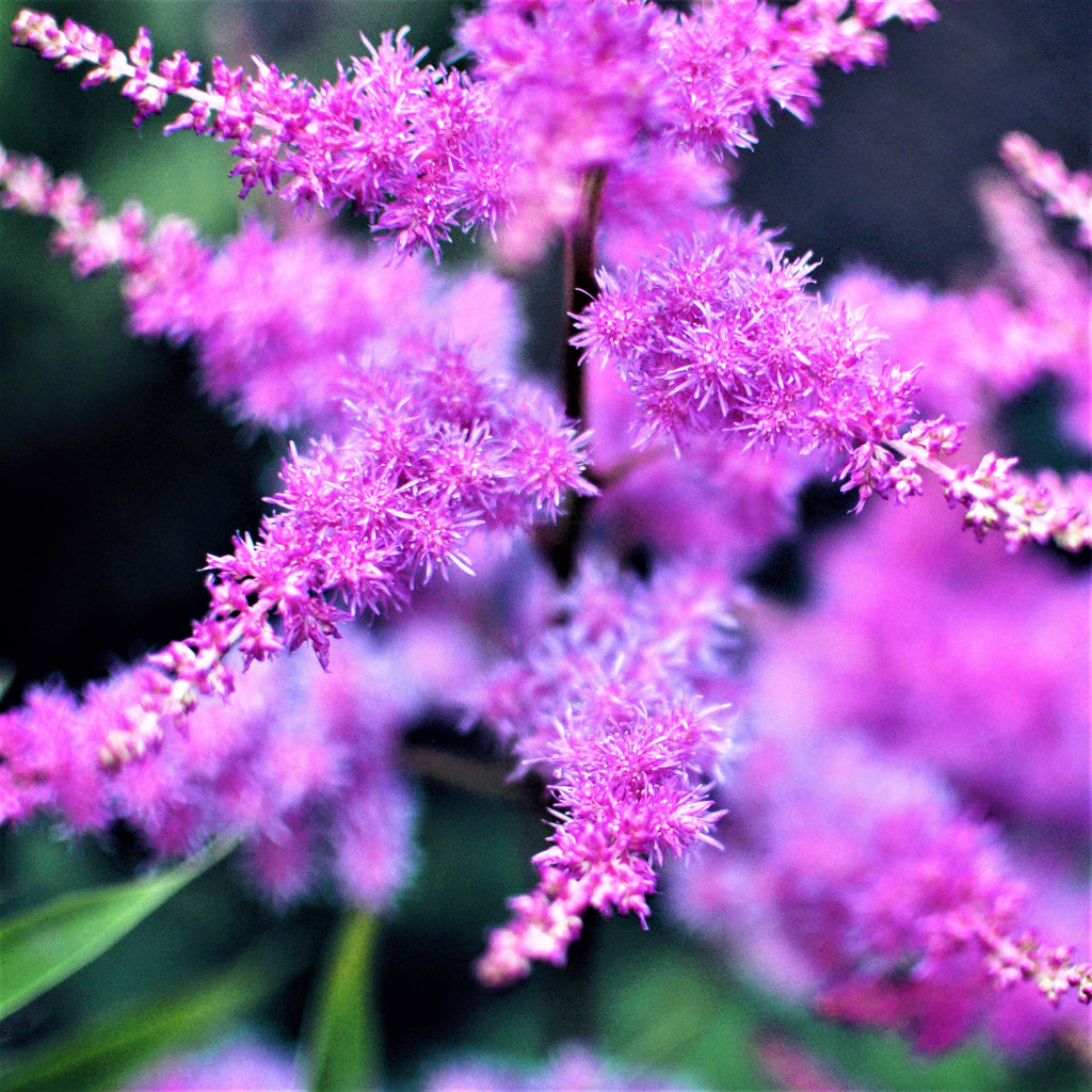 Astilbe - Purple Lance