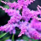 Astilbe - Purple Lance