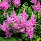 Astilbe - Vision