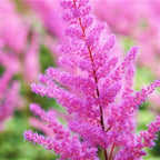 Astilbe - Vision