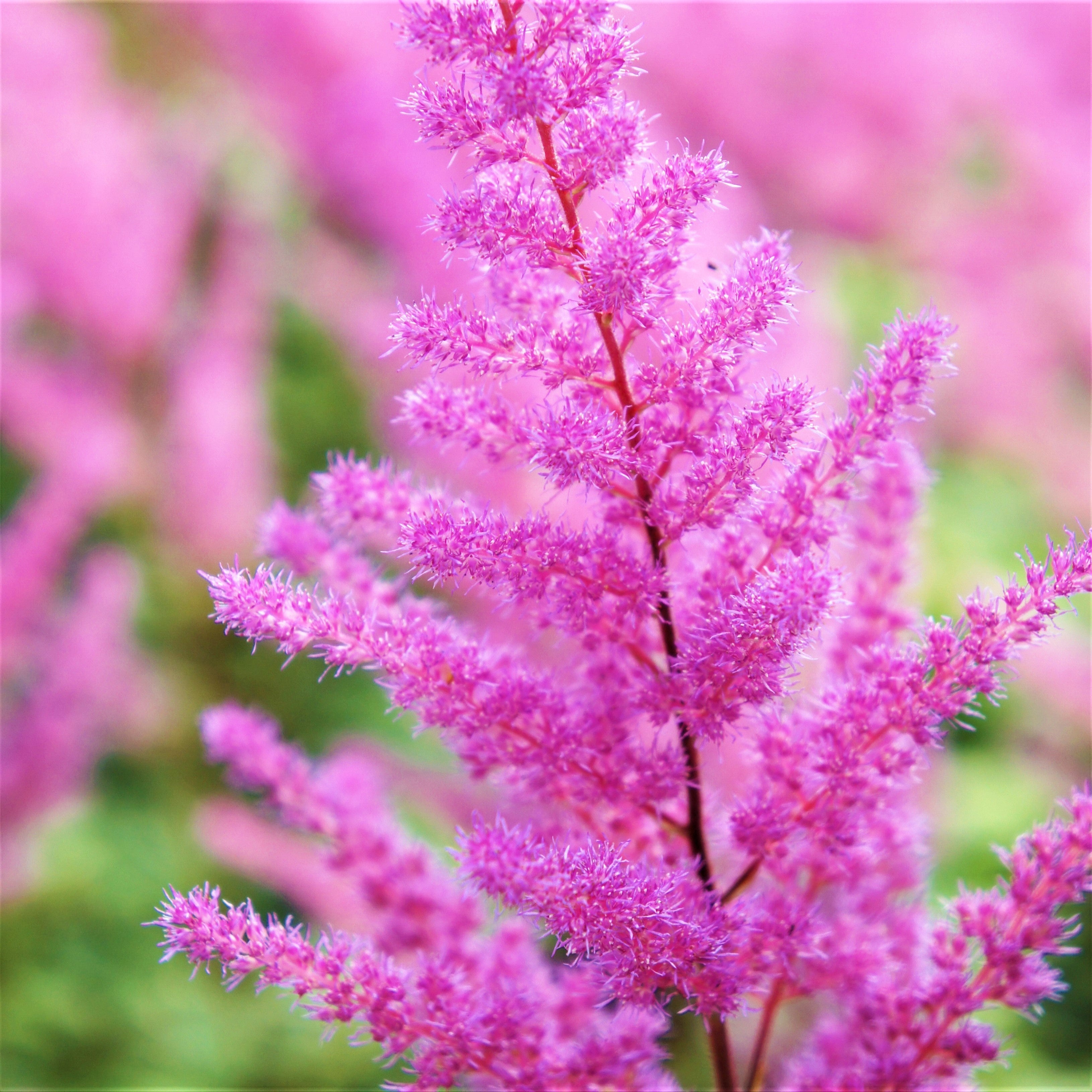 Astilbe - Vision