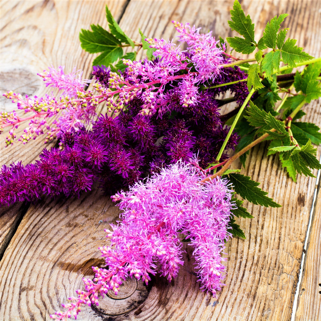 Astilbe - Vision
