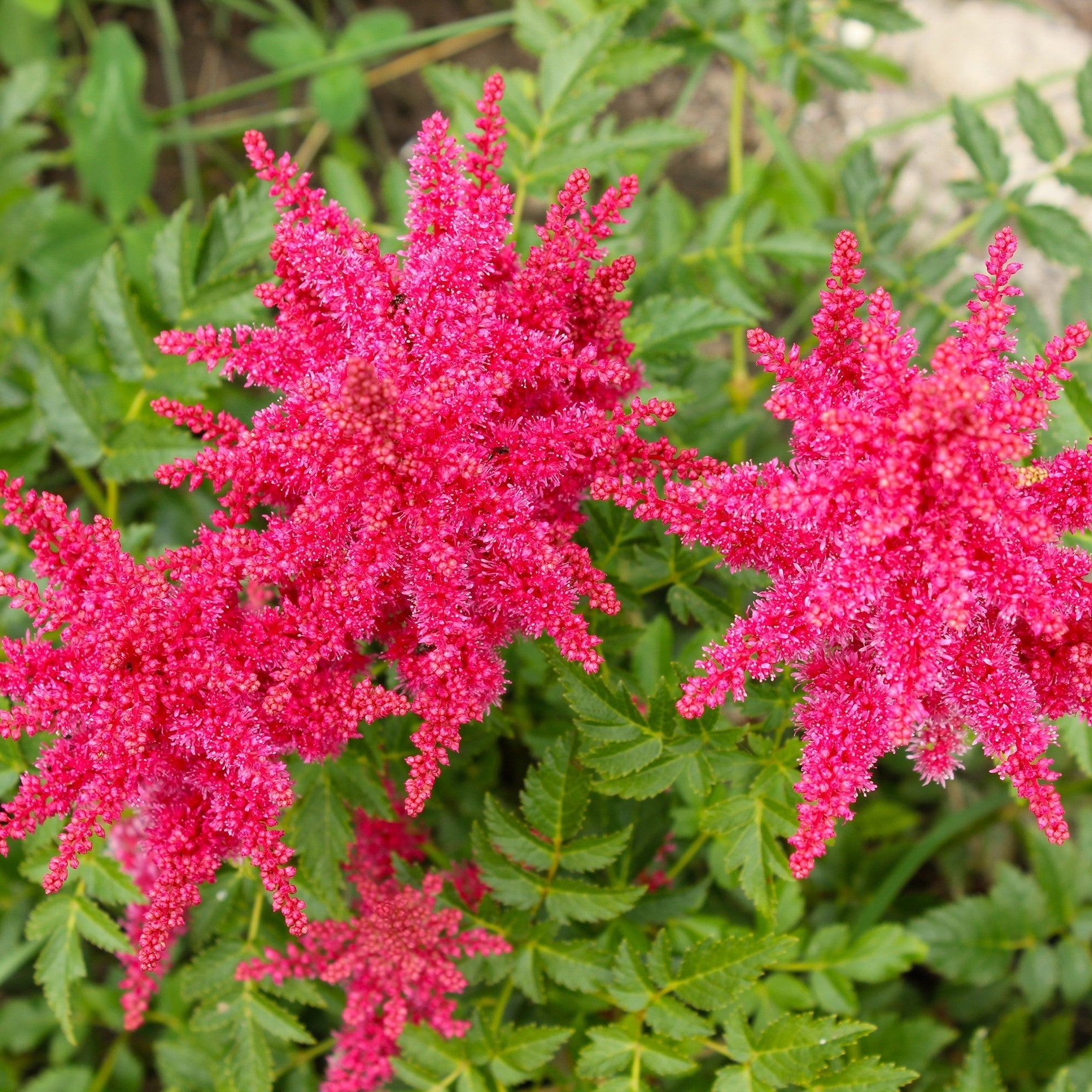 Astilbe - Younique Carmine