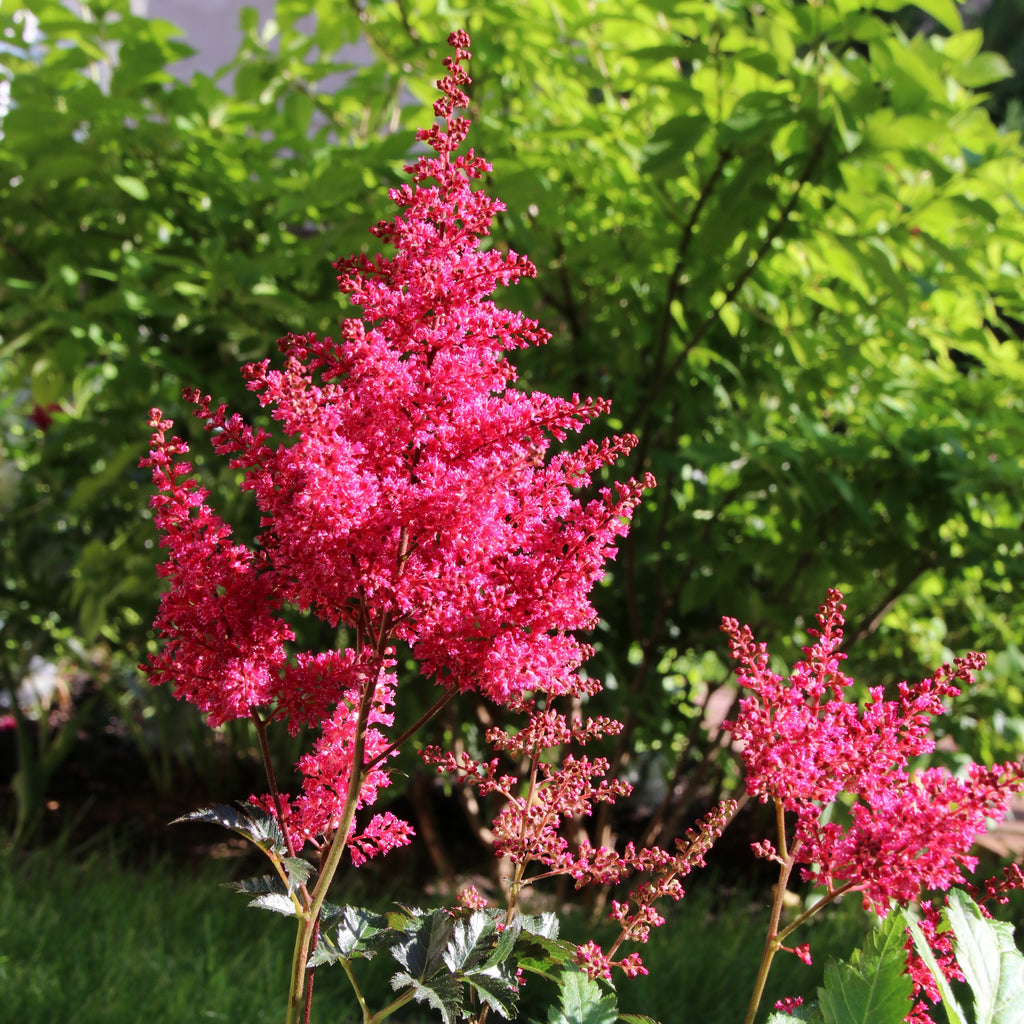 Astilbe - Younique Carmine