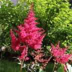 Astilbe - Younique Carmine