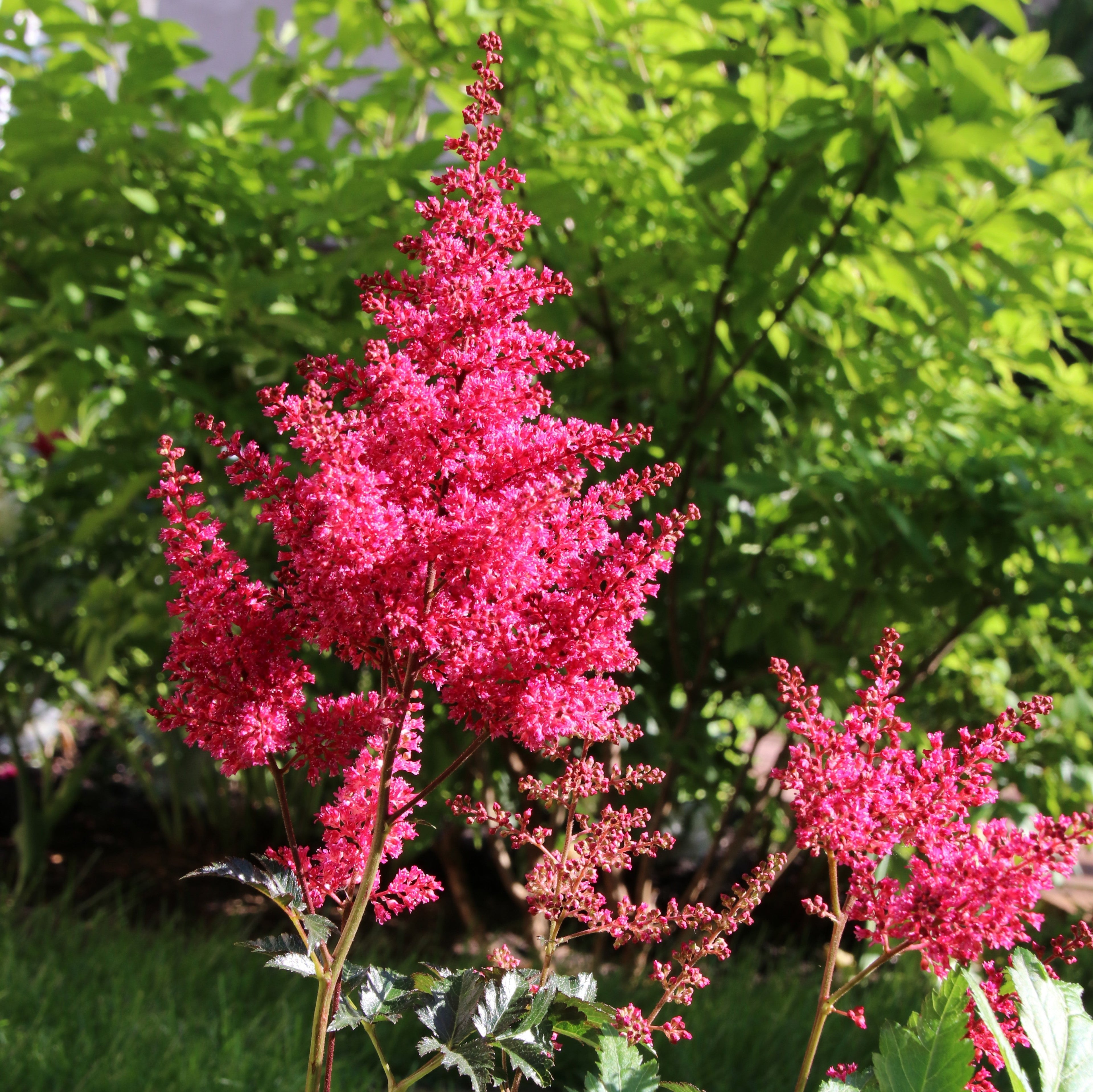 Astilbe - Younique Carmine