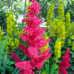 Astilbe - Younique Carmine