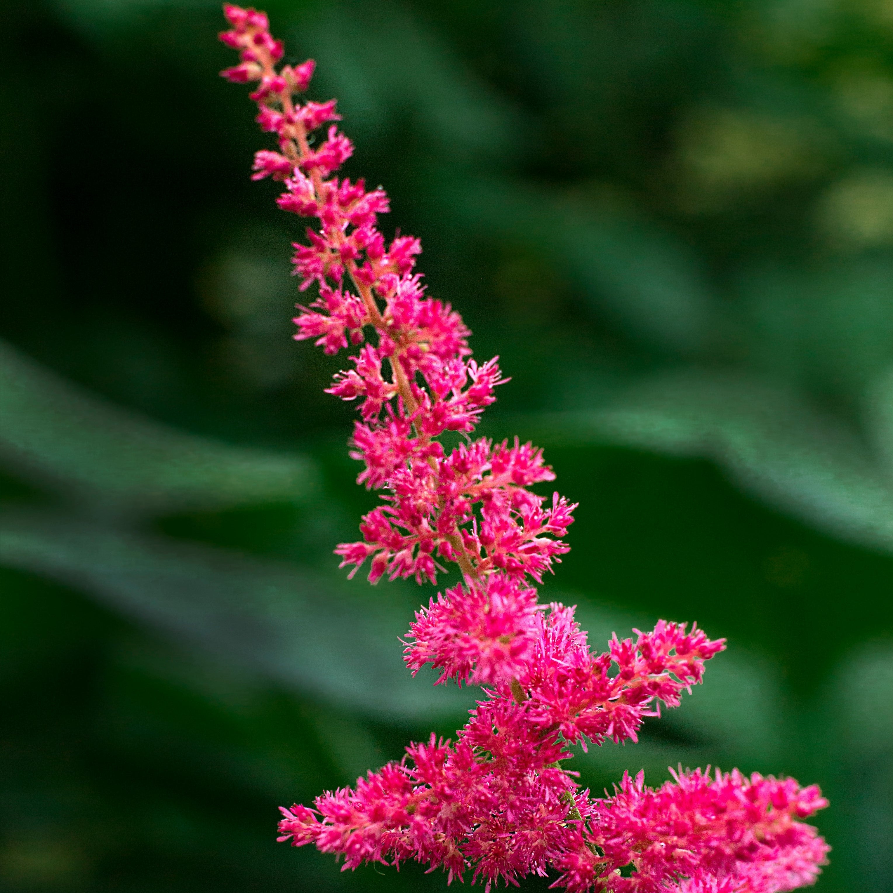 Astilbe - Younique Carmine