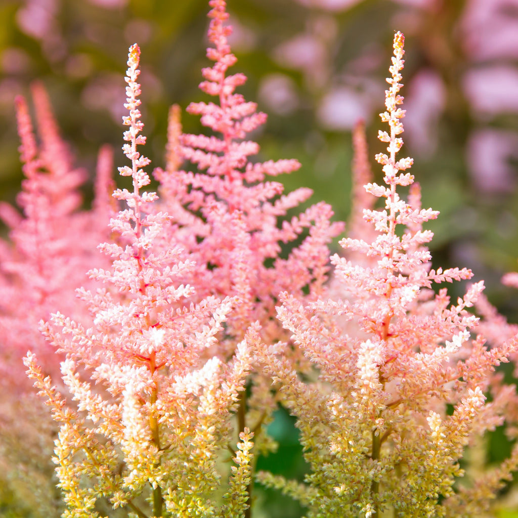 Astilbe - Peach Blossom
