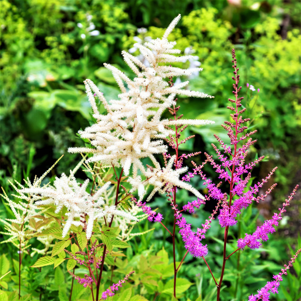 Astilbe - Younique White