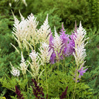 Astilbe - Younique White